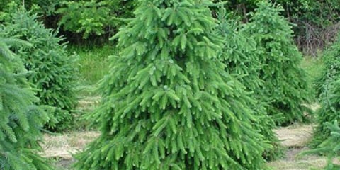 Srpska omorika: fotografija i opis